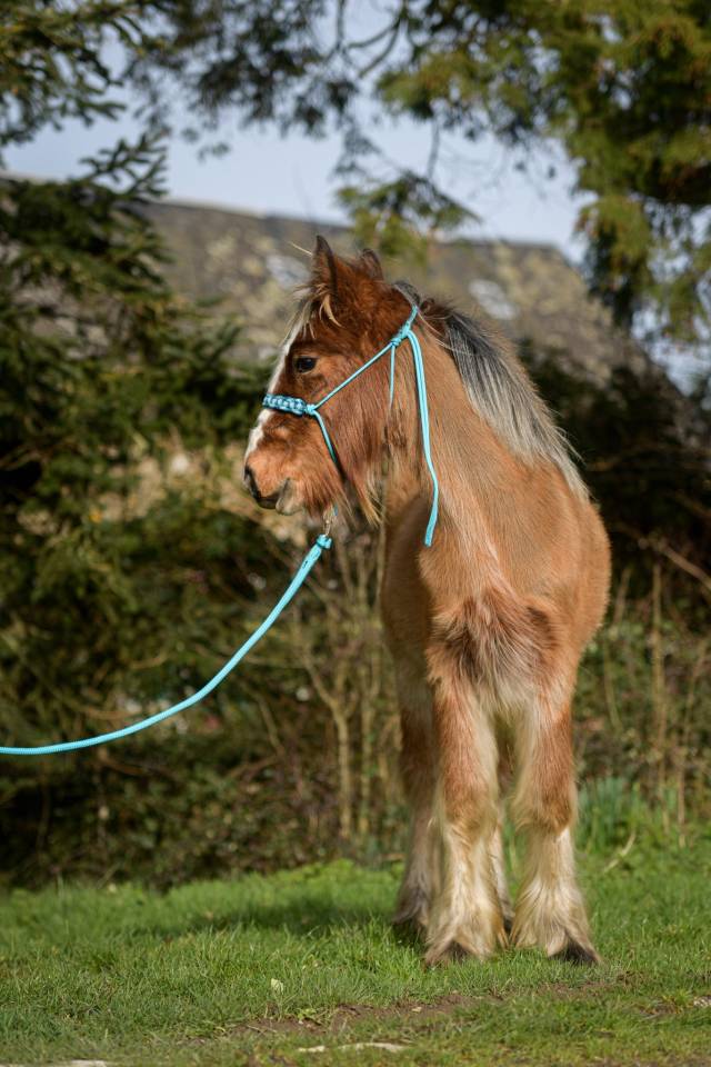 Potro Origen No Constatado En venta 2025 Pelo de vaca