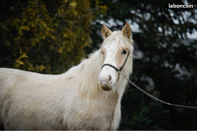 Yegua Gypsy Cob En venta 2024 Palomino