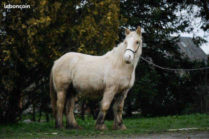 Yegua Gypsy Cob En venta 2024 Palomino