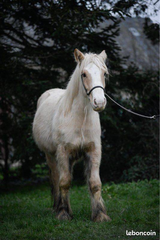 Yegua Gypsy Cob En venta 2024 Palomino