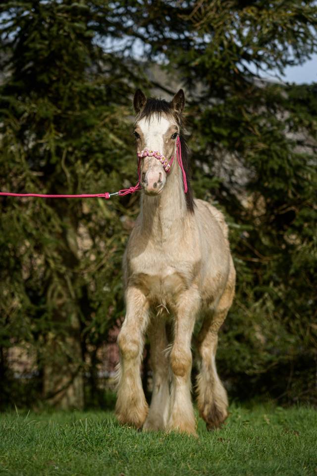 Potranca Gypsy Cob En venta 2025 Isabelo