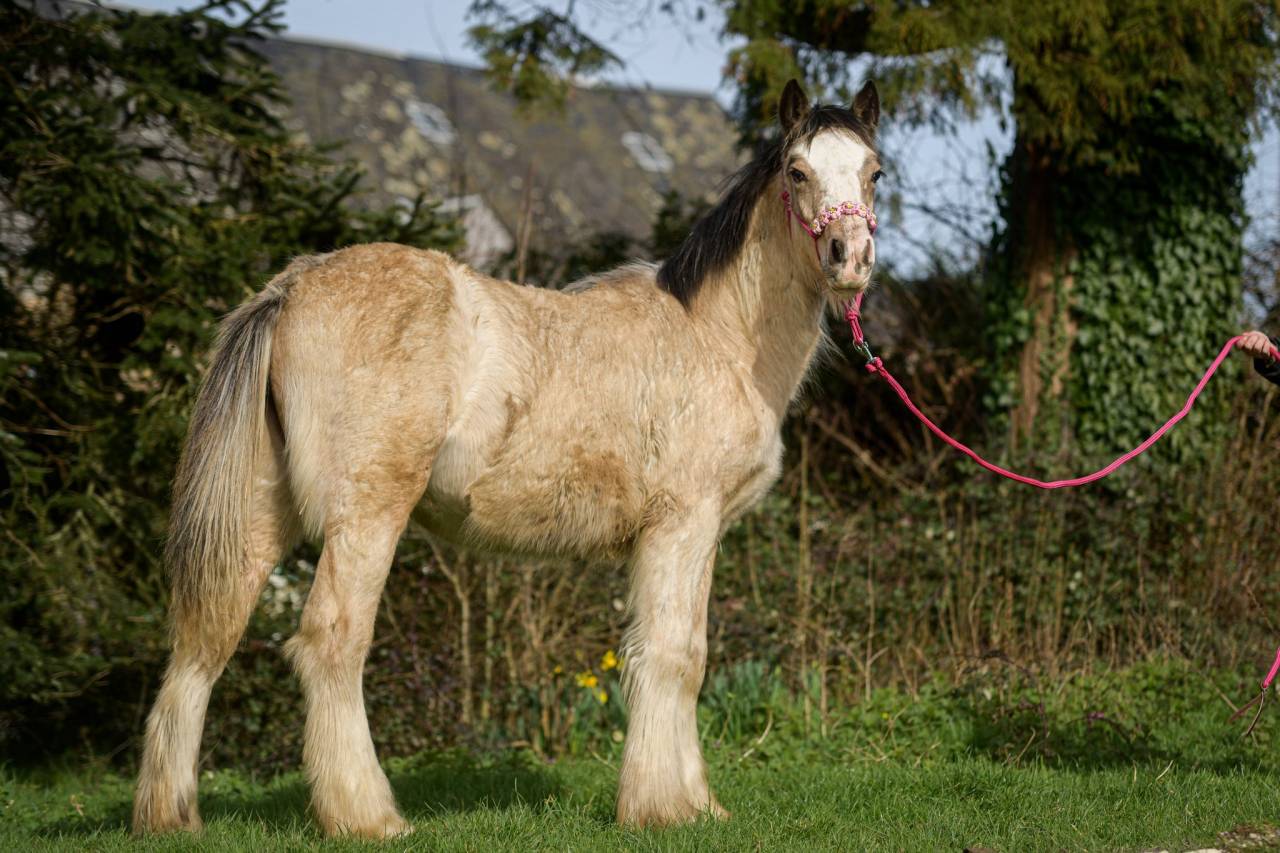Potranca Gypsy Cob En venta 2025 Isabelo