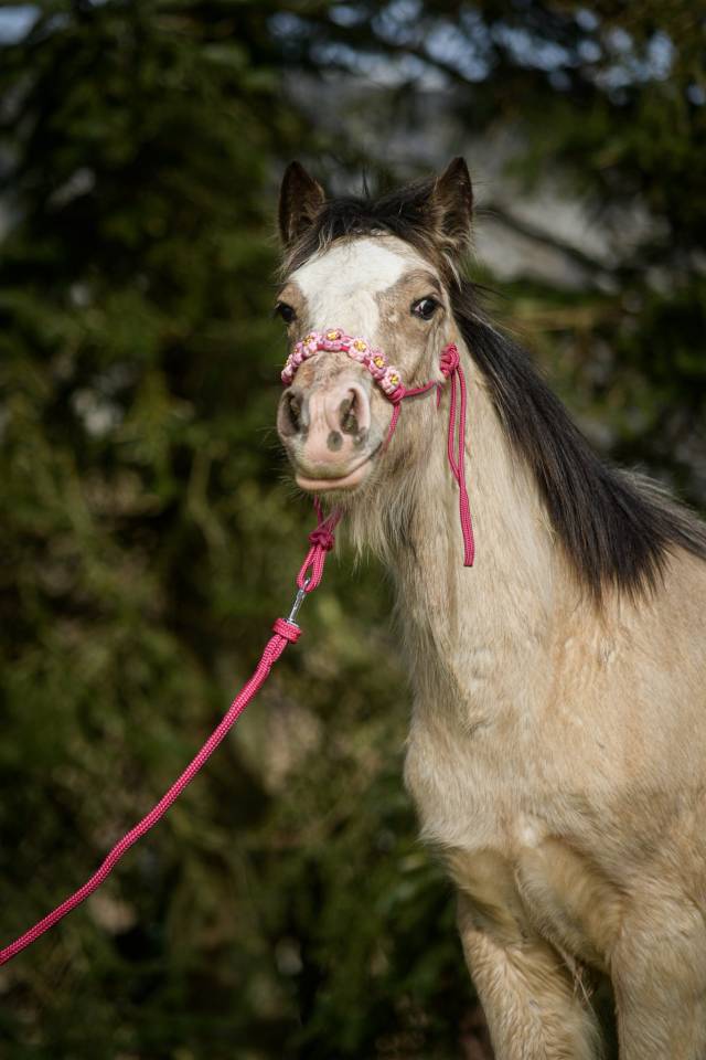 Potranca Gypsy Cob En venta 2025 Isabelo
