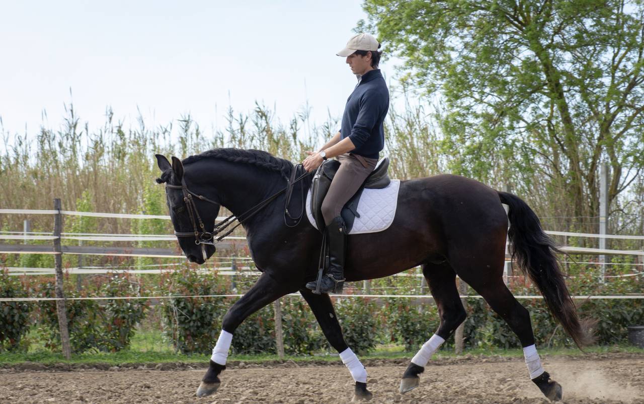 Caballo entero Lusitano En venta 2018 Negro por Vitorino