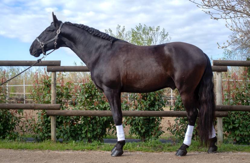 Caballo entero Lusitano En venta 2018 Negro por Vitorino