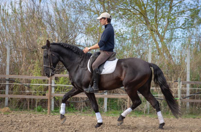 Caballo entero Lusitano En venta 2018 Negro por Vitorino