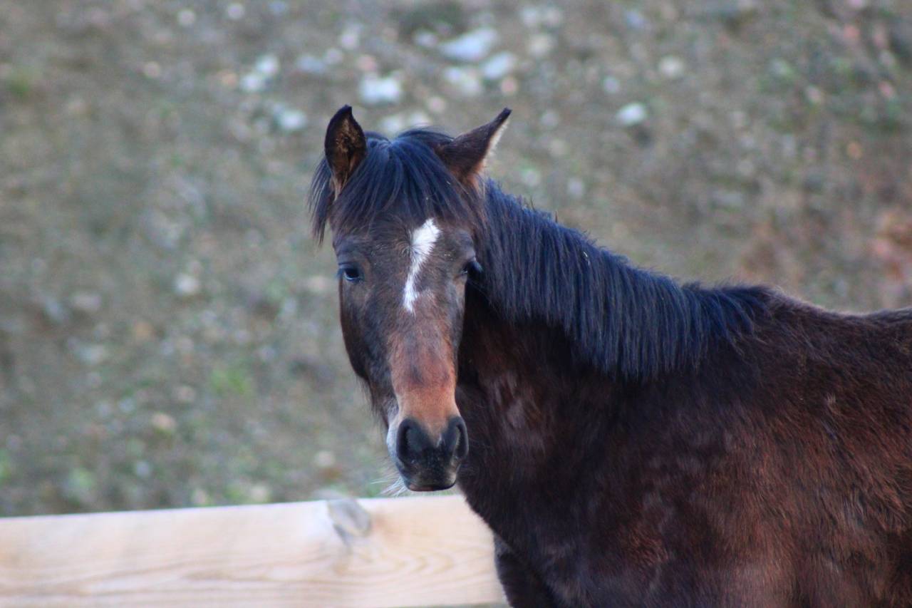 Caballo castrado PRE Pura Raza Espa&ntilde;ola En venta 2025 Bayo