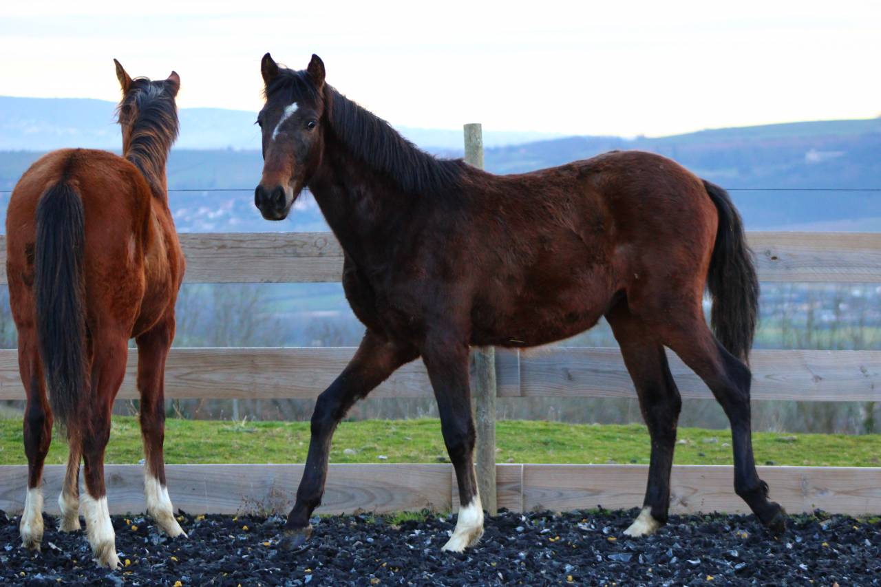 Caballo castrado PRE Pura Raza Espa&ntilde;ola En venta 2025 Bayo