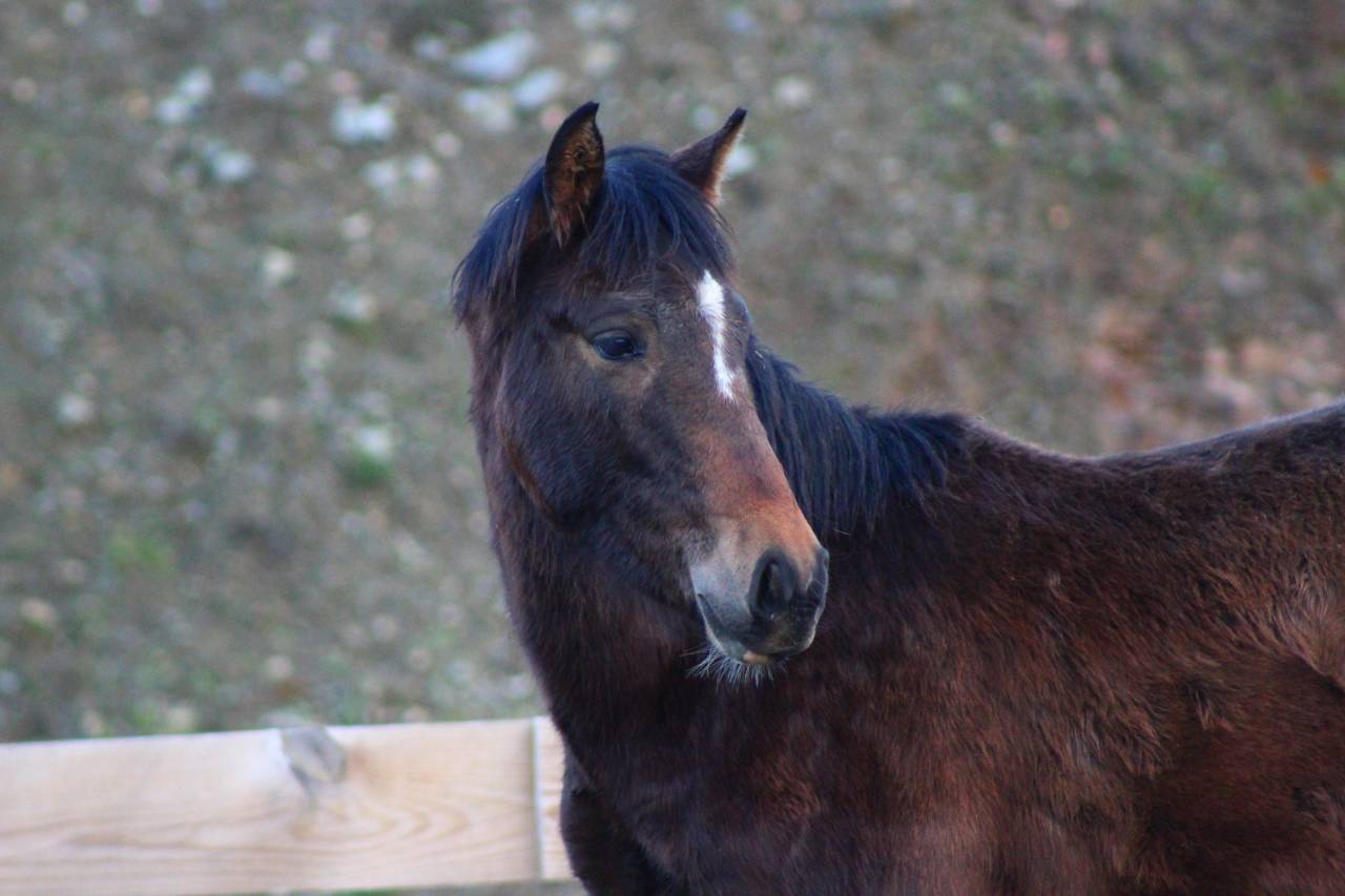 Caballo castrado PRE Pura Raza Espa&ntilde;ola En venta 2025 Bayo