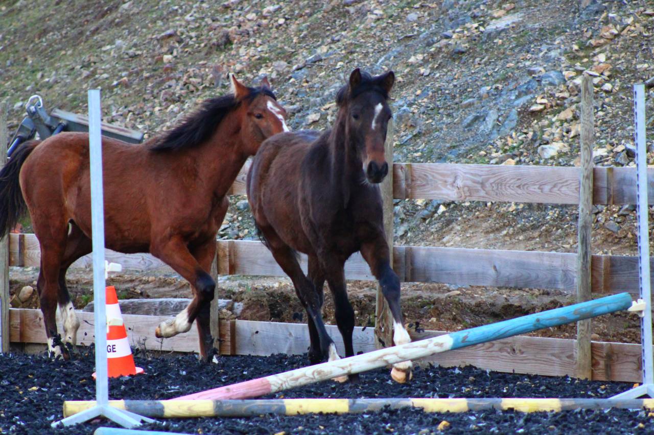 Caballo castrado PRE Pura Raza Espa&ntilde;ola En venta 2025 Bayo