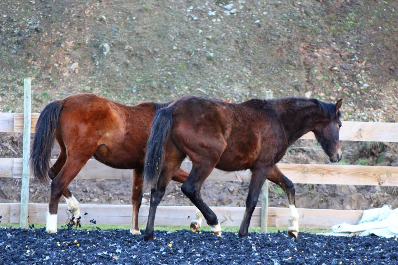 Caballo castrado PRE Pura Raza Espa&ntilde;ola En venta 2025 Bayo