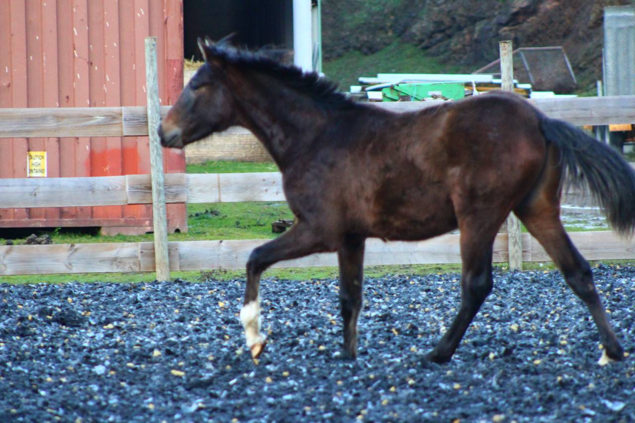 Caballo castrado PRE Pura Raza Espa&ntilde;ola En venta 2025 Bayo