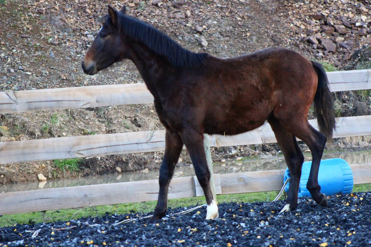 Caballo castrado PRE Pura Raza Espa&ntilde;ola En venta 2025 Bayo