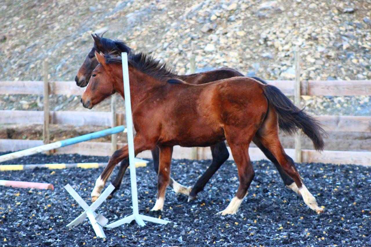 Caballo castrado PRE Pura Raza Espa&ntilde;ola En venta 2025 Bayo