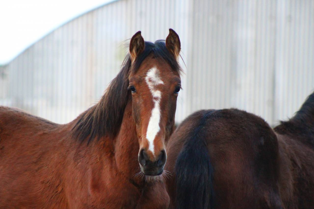 Caballo castrado PRE Pura Raza Espa&ntilde;ola En venta 2025 Bayo