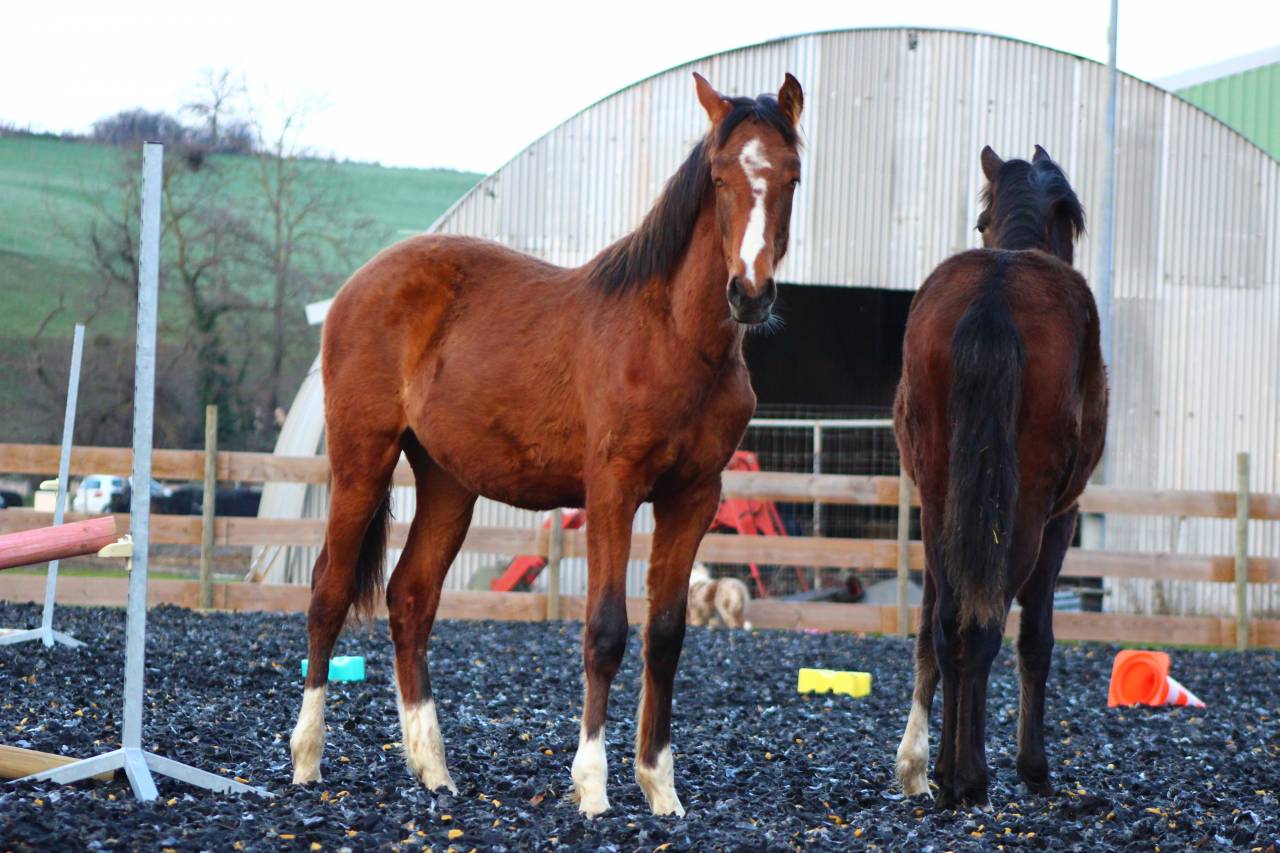 Caballo castrado PRE Pura Raza Espa&ntilde;ola En venta 2025 Bayo