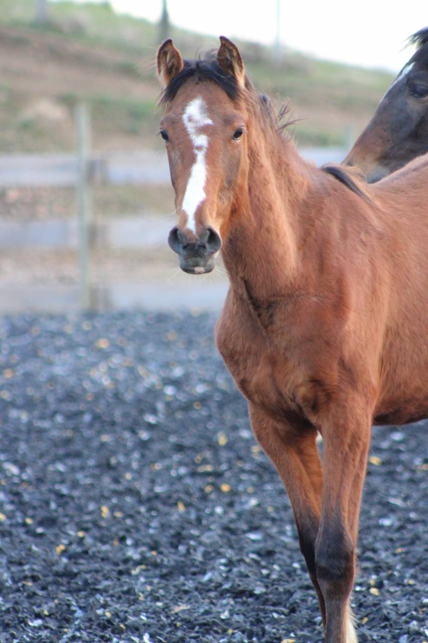 Caballo castrado PRE Pura Raza Espa&ntilde;ola En venta 2025 Bayo