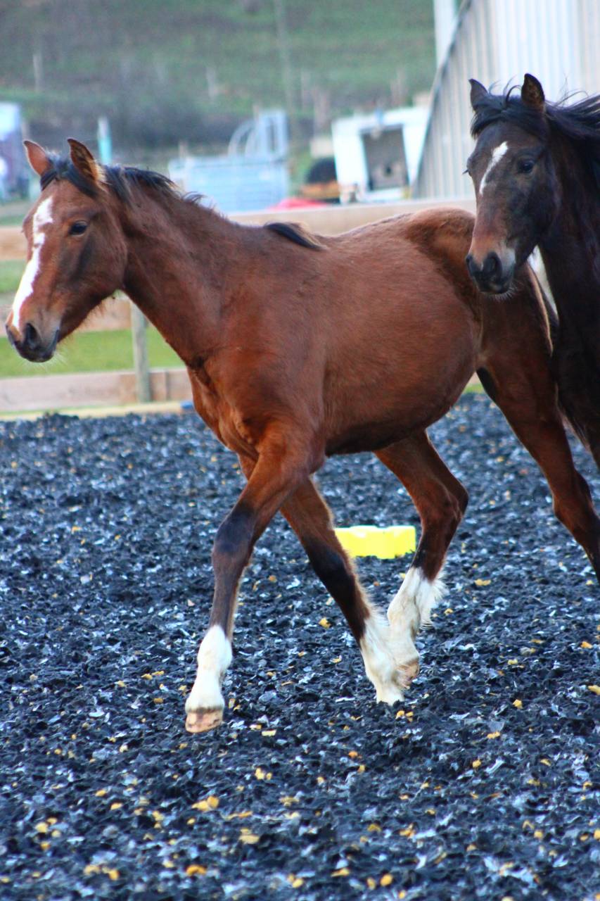 Caballo castrado PRE Pura Raza Espa&ntilde;ola En venta 2025 Bayo