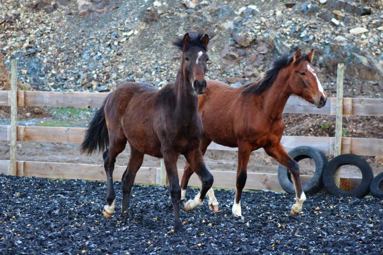 Caballo castrado PRE Pura Raza Espa&ntilde;ola En venta 2025 Bayo