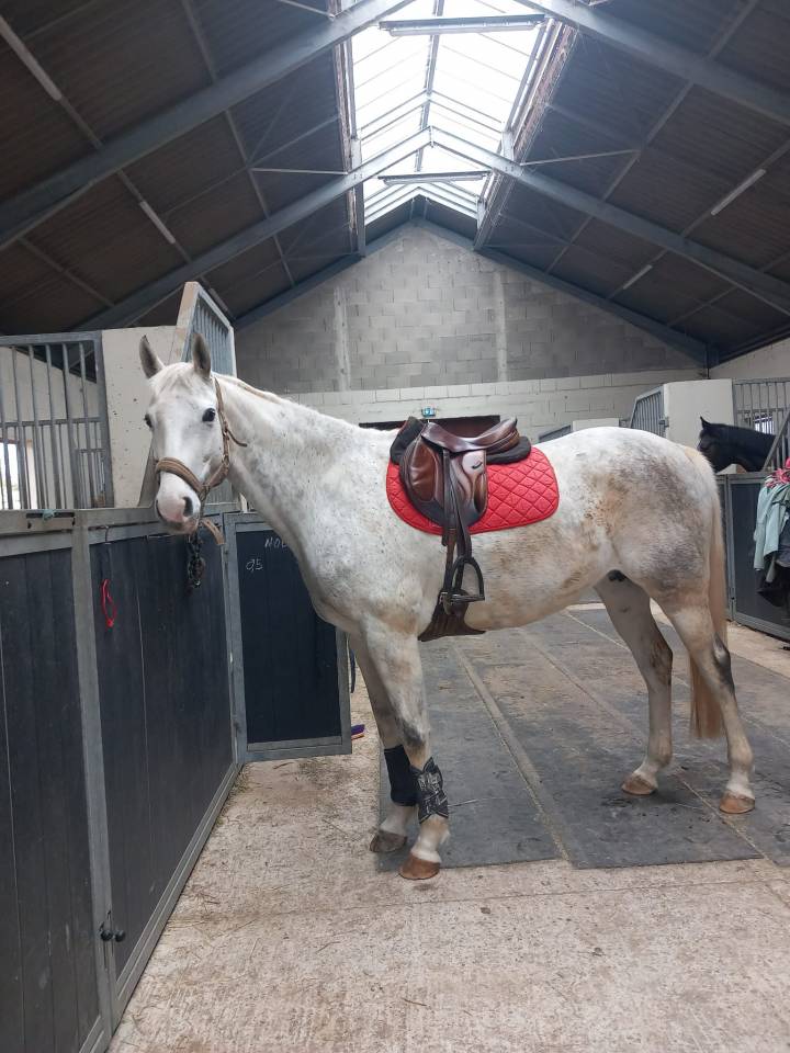 Yegua AQPS En venta 2016 Tordo por Secret Singer