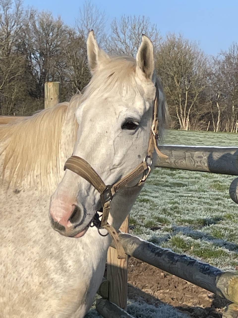 Yegua AQPS En venta 2016 Tordo por Secret Singer