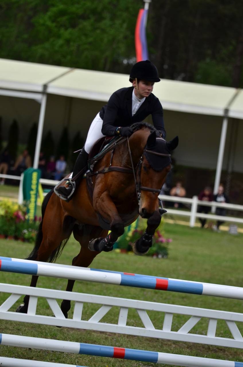 Caballo castrado Silla Franc&eacute;s En venta 2016 Bayo por CANTURO