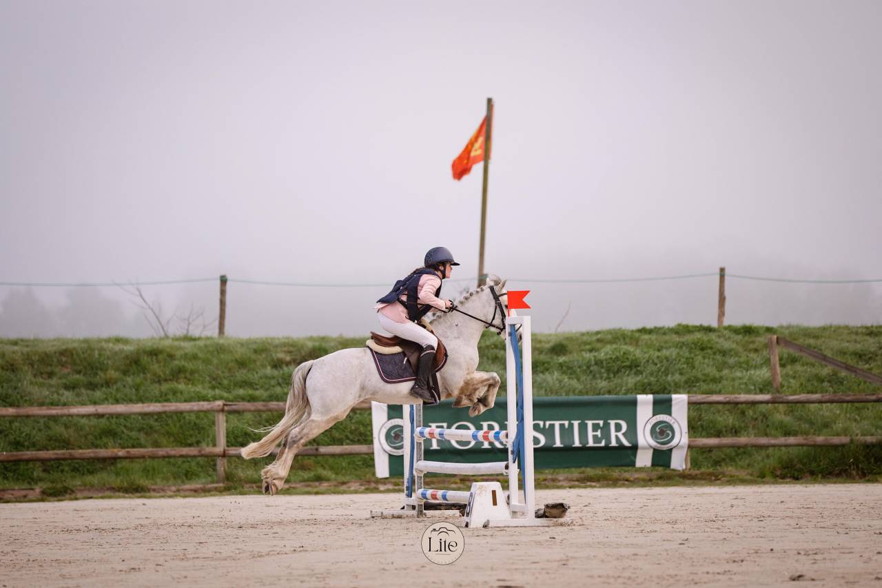 Caballo castrado Connemara En venta 2021 Tordo