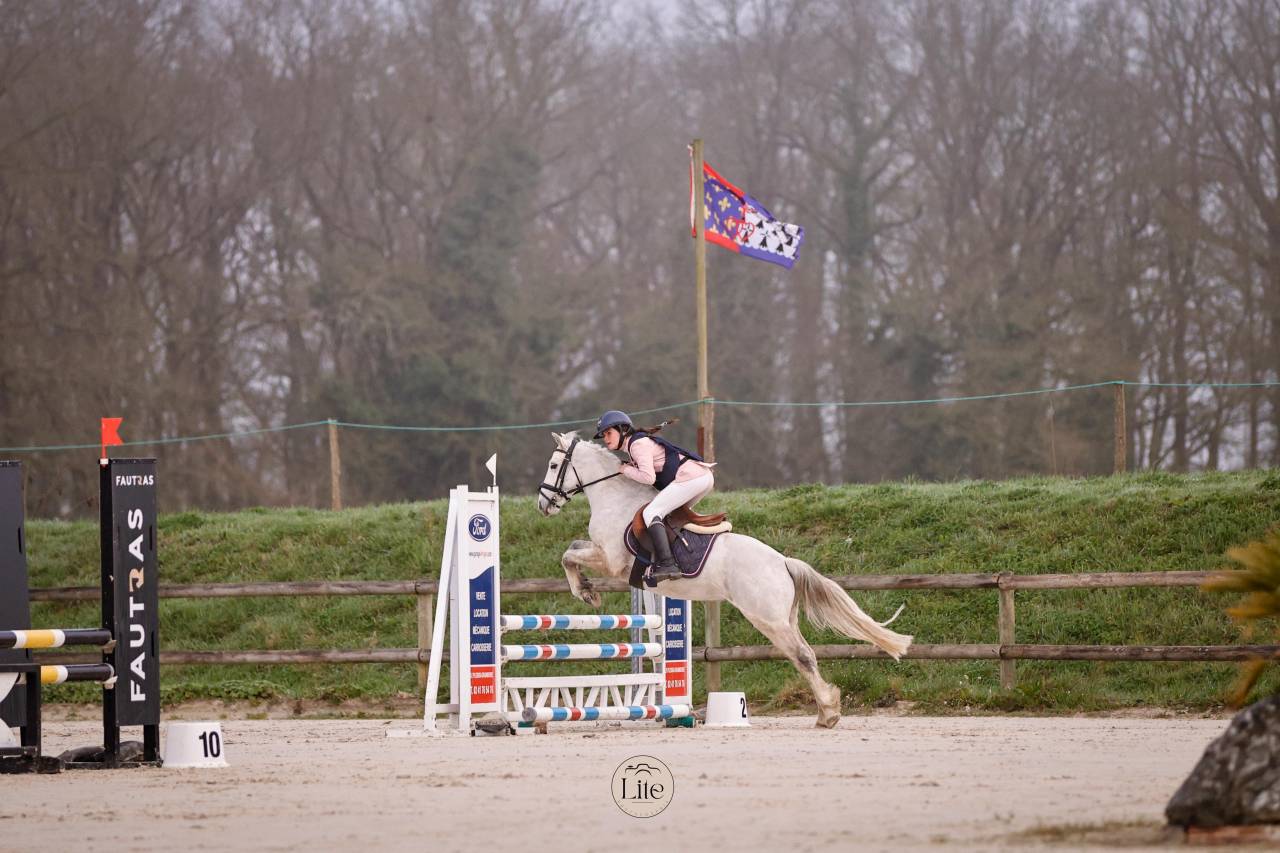 Caballo castrado Connemara En venta 2021 Tordo