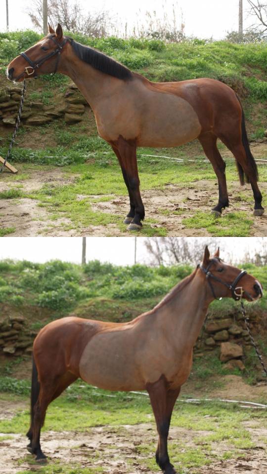 Yegua - 8 a&ntilde;os