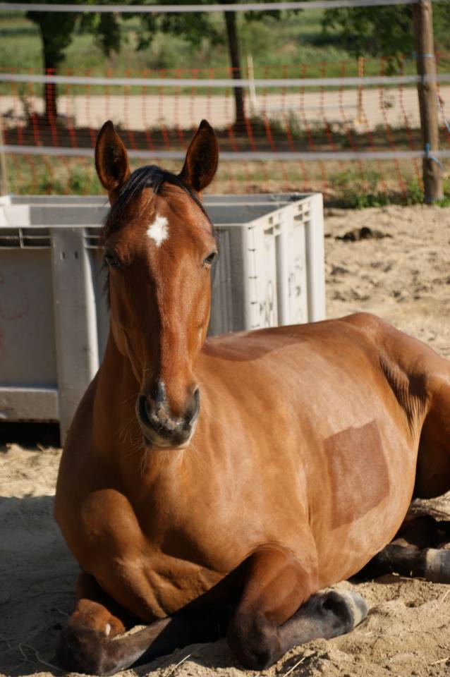 Yegua - 8 a&ntilde;os