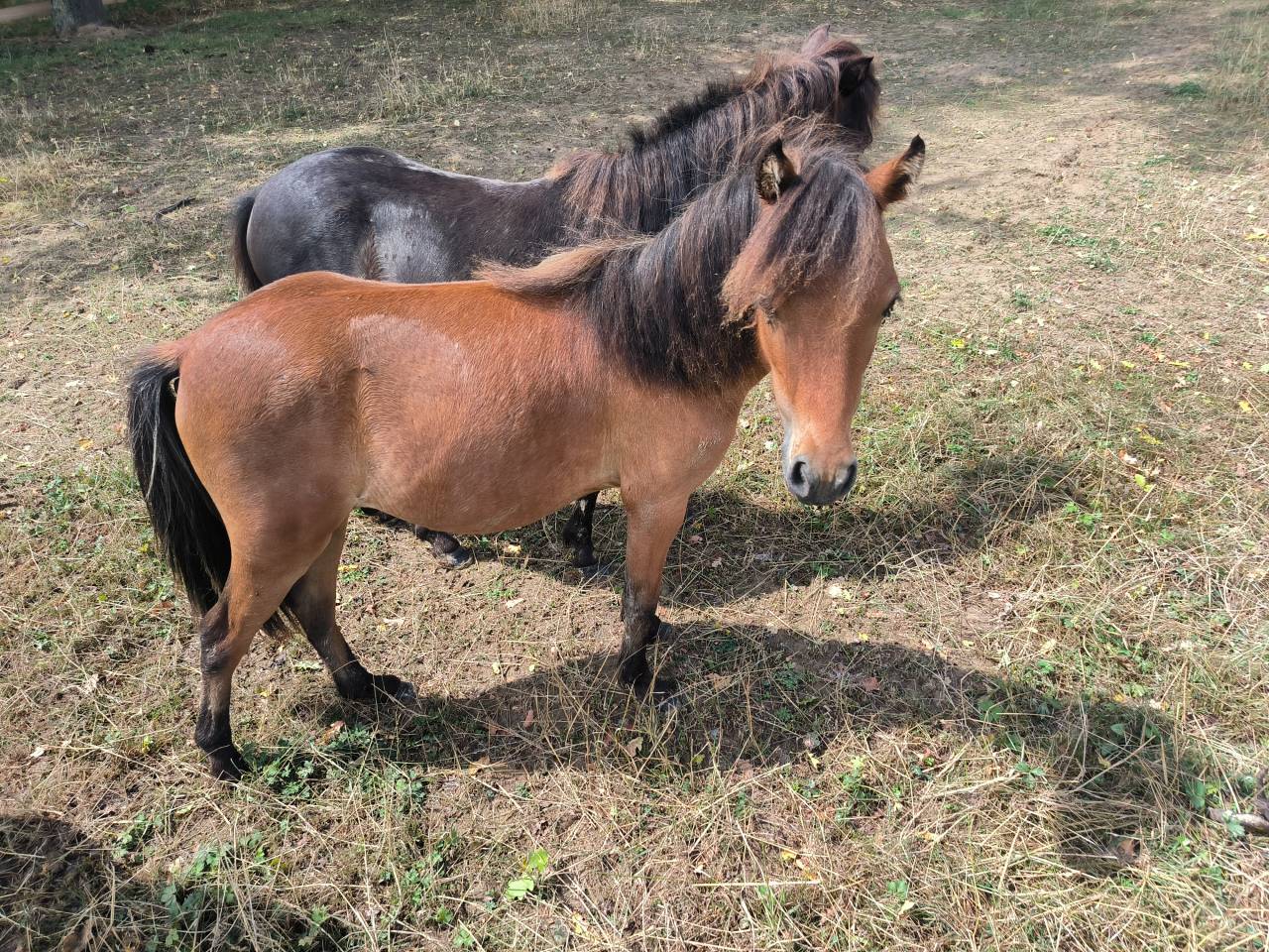 Caballo entero Cavallo americano miniature En venta 2024 Bayo