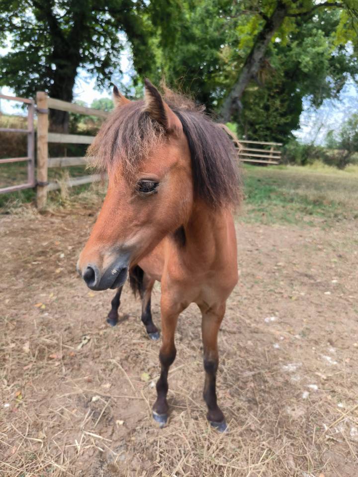 Caballo entero Cavallo americano miniature En venta 2024 Bayo