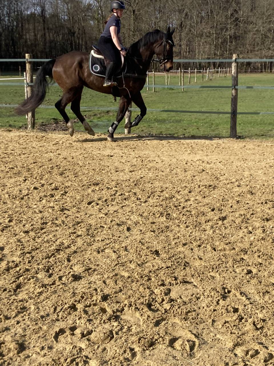 Caballo castrado Silla Franc&eacute;s En venta 2020 Bayo moreno por Famous grez neuville 