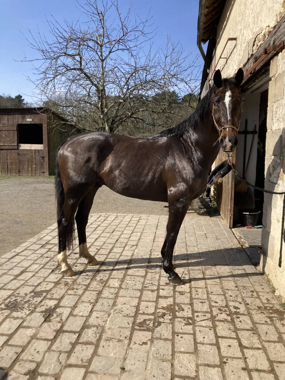 Caballo castrado Silla Franc&eacute;s En venta 2020 Bayo moreno por Famous grez neuville 