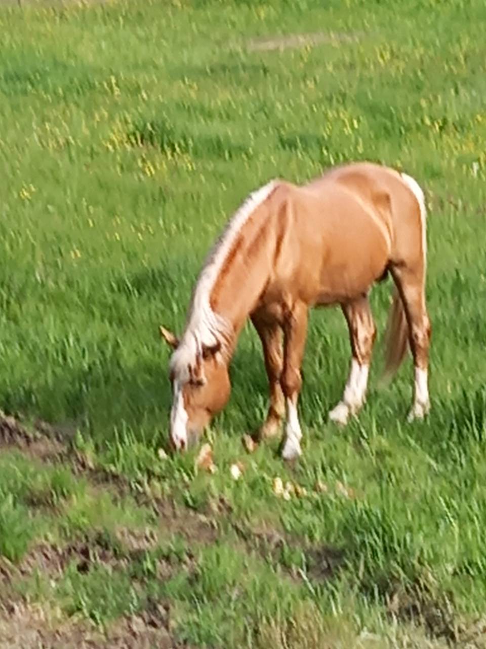 Semental Palomino En venta 2009 Palomino