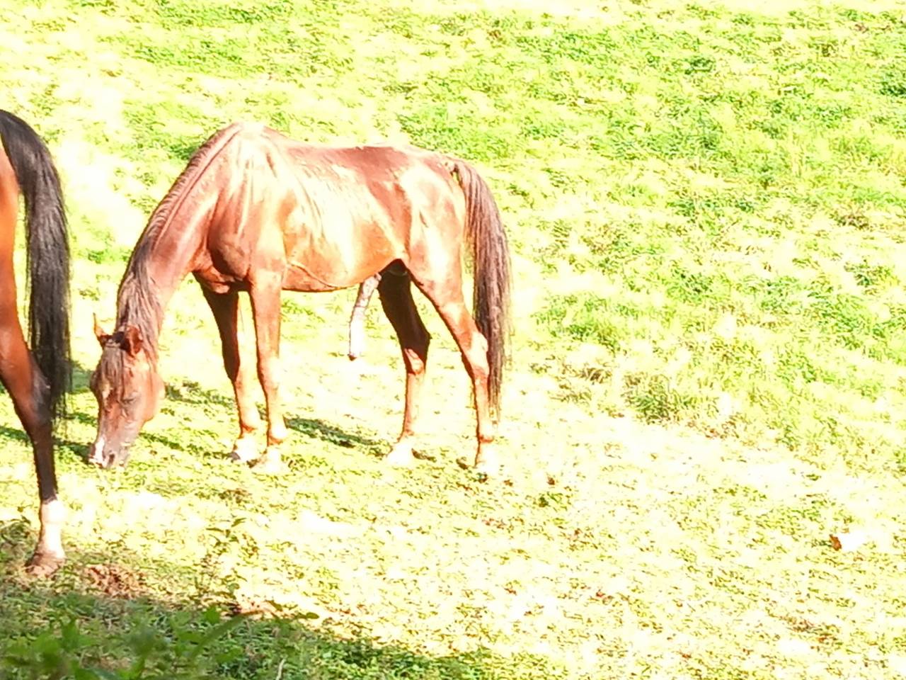 Semental Palomino En venta 2009 Palomino