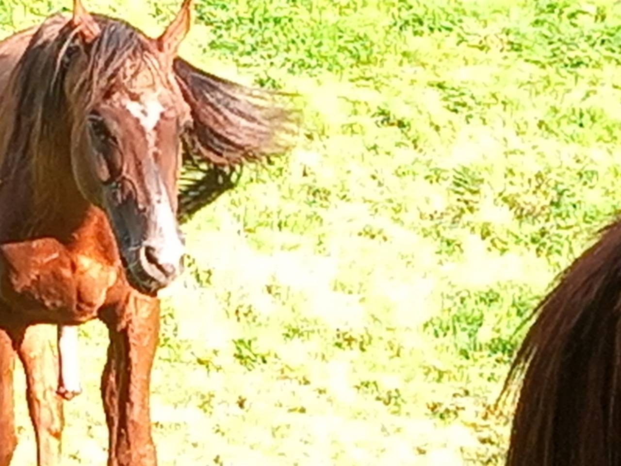 Semental Palomino En venta 2009 Palomino