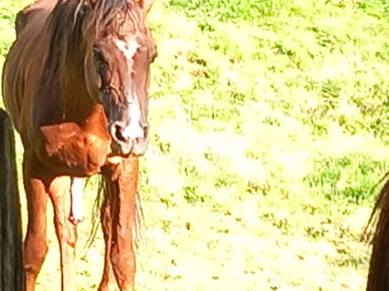 Semental Palomino En venta 2009 Palomino