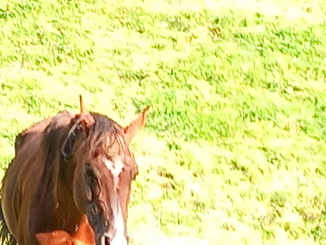 Semental Palomino En venta 2009 Palomino