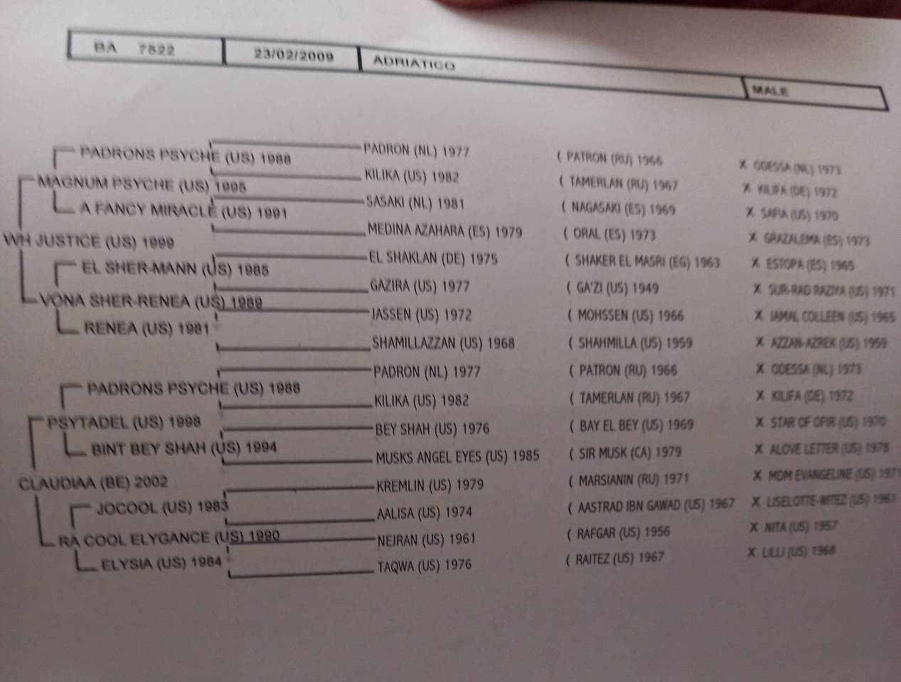 Semental Palomino En venta 2009 Palomino