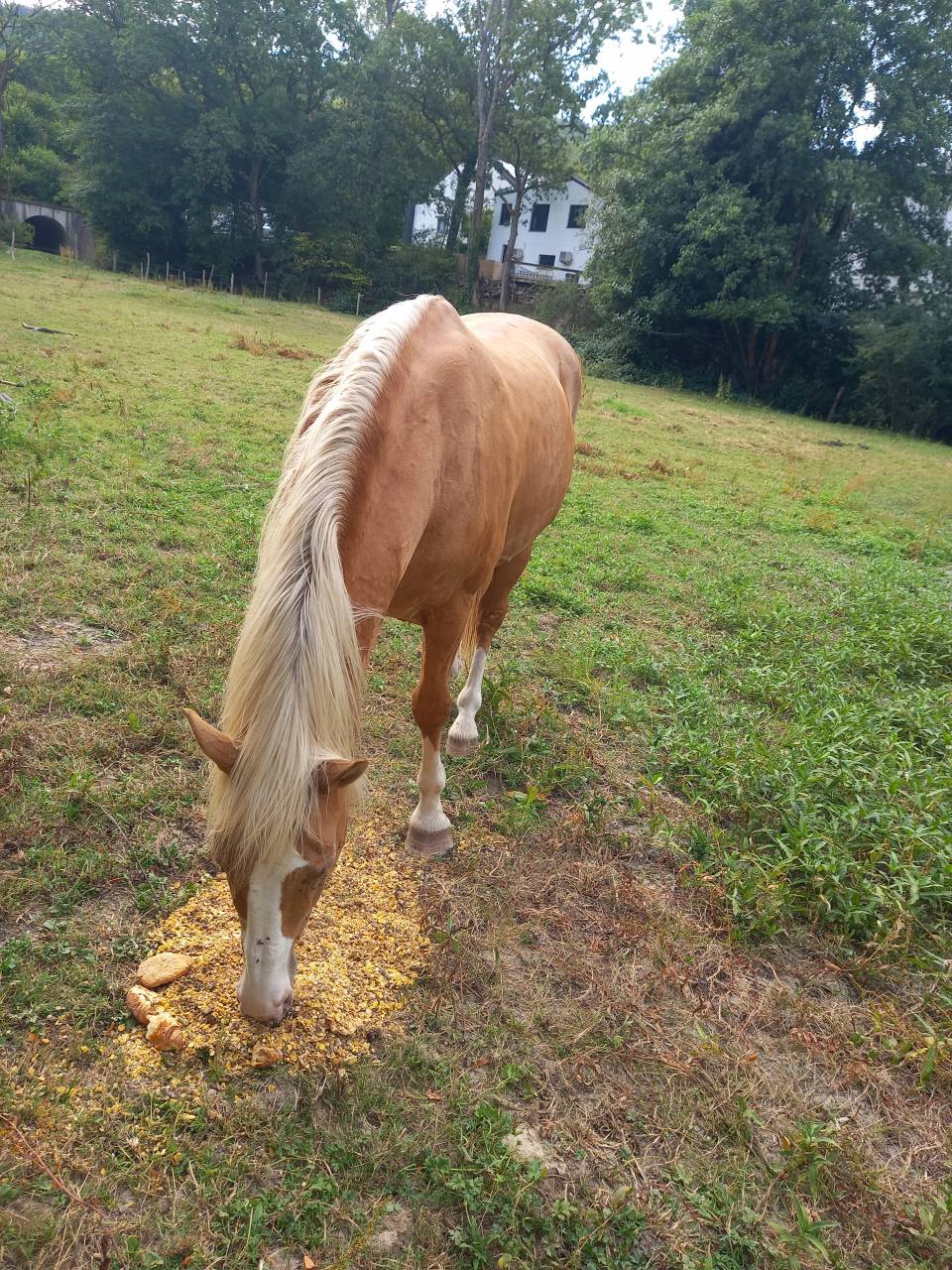 Semental Palomino En venta 2009 Palomino