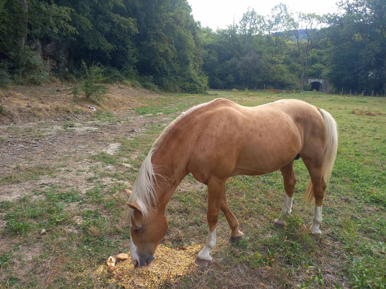 Semental Palomino En venta 2009 Palomino