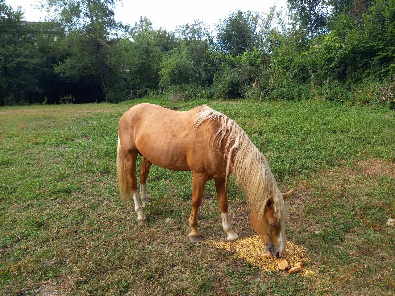 Semental Palomino En venta 2009 Palomino