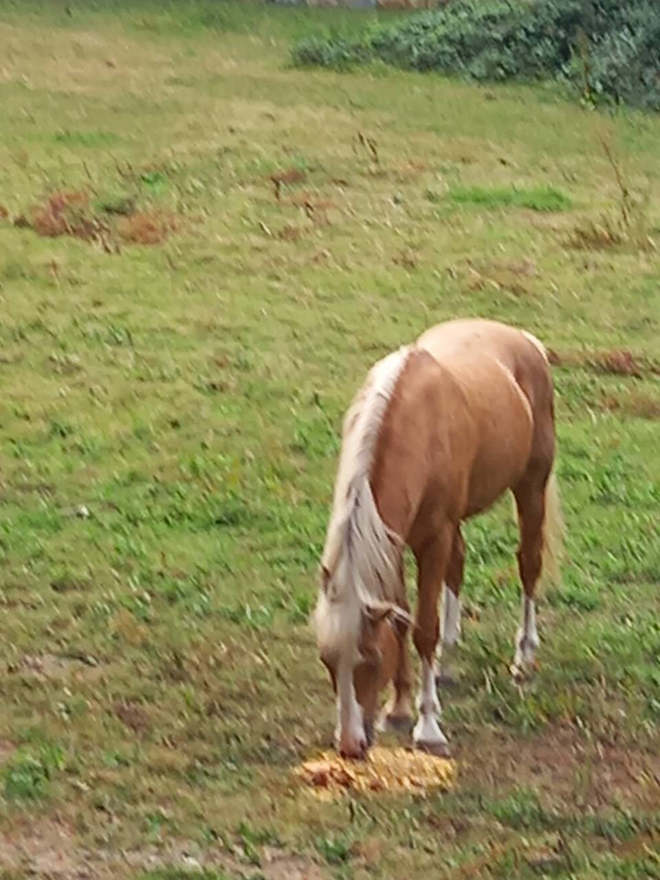 Semental Palomino En venta 2009 Palomino