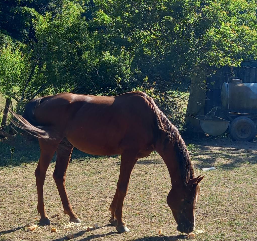 Semental Palomino En venta 2009 Palomino