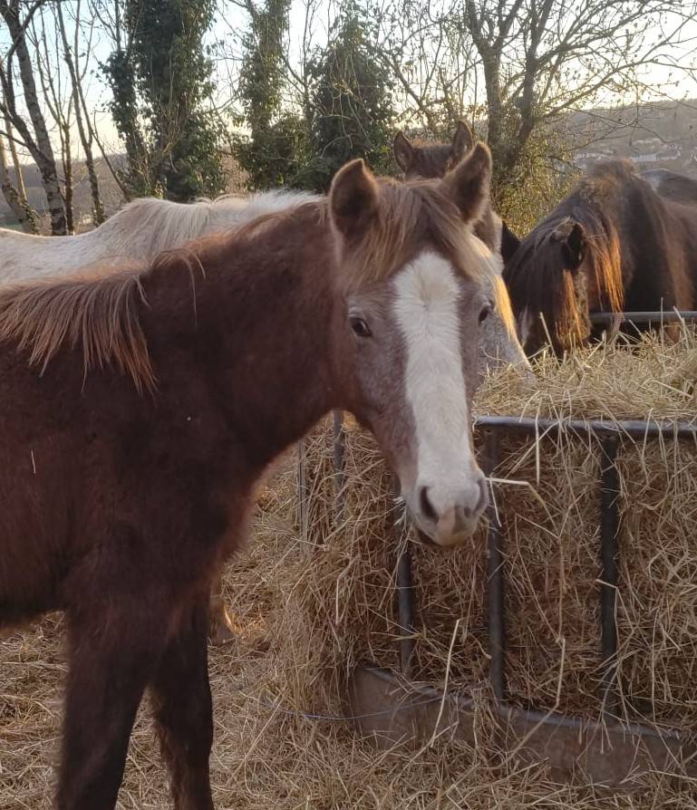 Potro PFS Poni Fran&ccedil;&eacute;s de Silla En venta 2025 Tordo por PAWNEE
