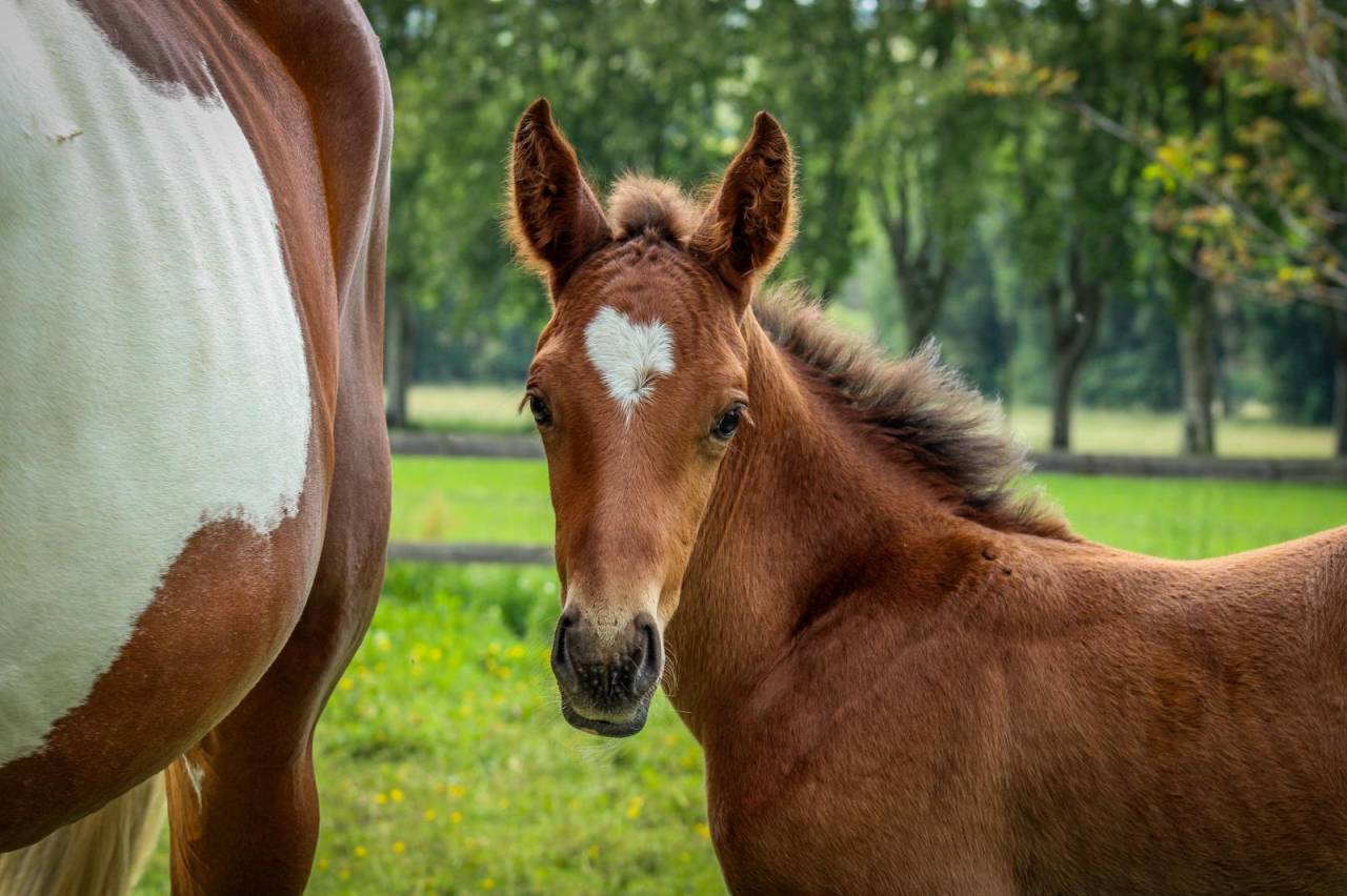 Yegua Silla Franc&eacute;s En venta 2024 Bayo moreno