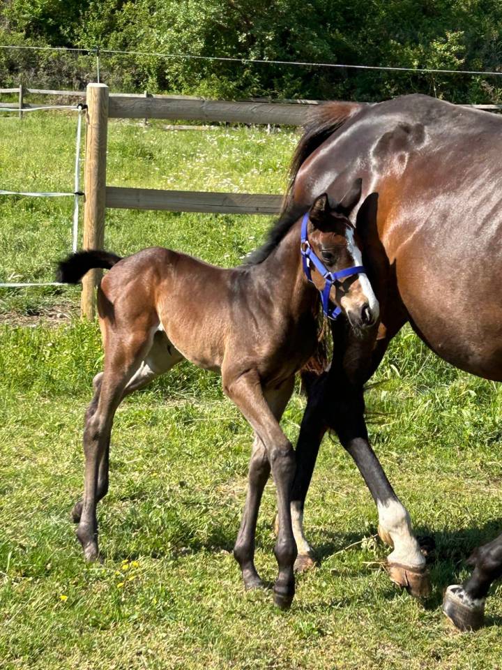 Yegua Silla Franc&eacute;s En venta 2024 Bayo moreno