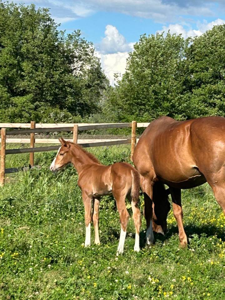Yegua Silla Franc&eacute;s En venta 2024 Bayo moreno