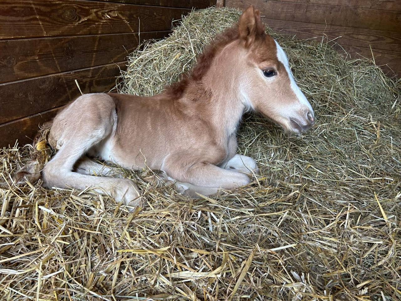 Yegua Silla Franc&eacute;s En venta 2024 Bayo moreno